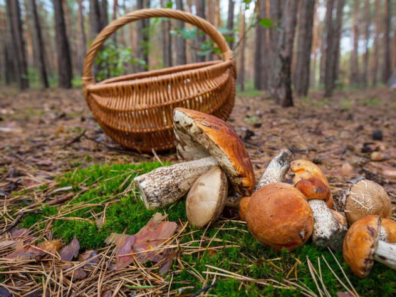 Cesta con setas en el bosque